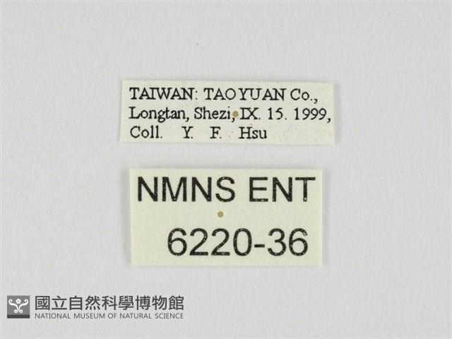 小黃星弄蝶藏品圖，第3張