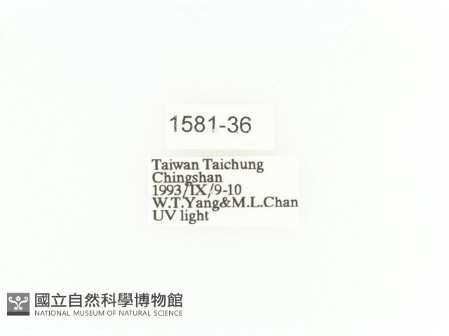 臺灣扇角金龜藏品圖，第2張