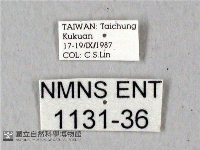 鬼臉天蛾藏品圖，第3張