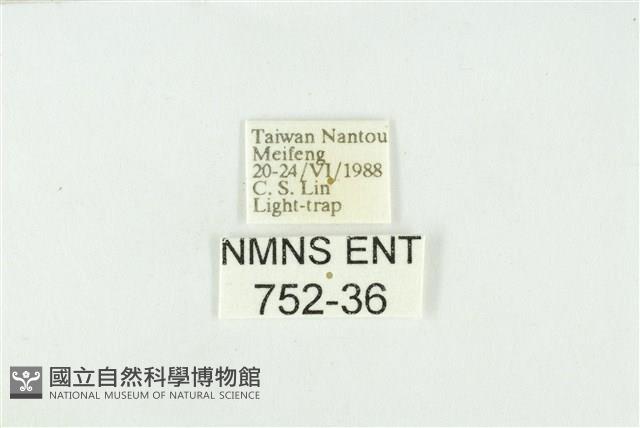 寬紋黃毒蛾藏品圖，第3張