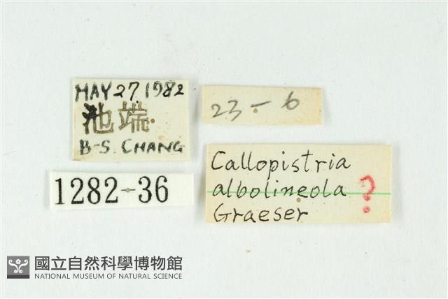 白斑散紋夜蛾藏品圖，第3張