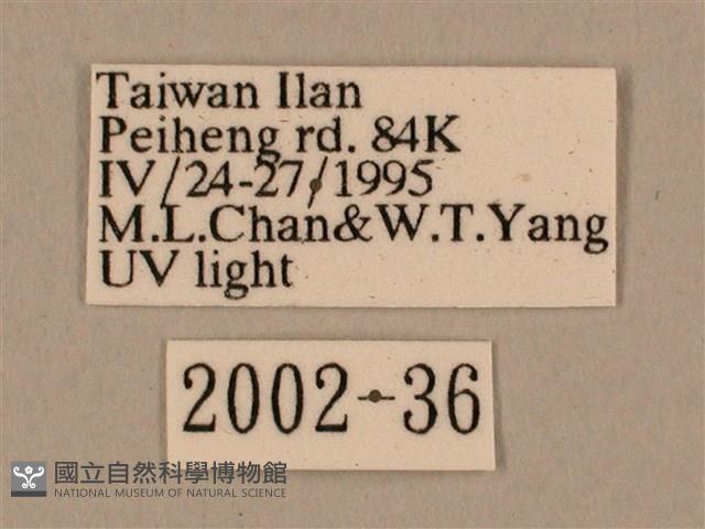 棕綠背線天蛾藏品圖，第3張