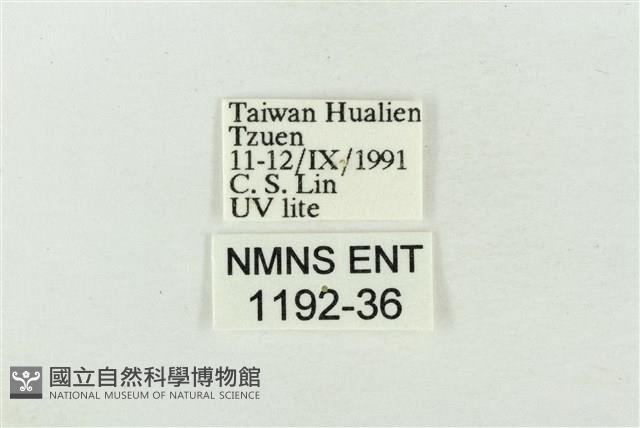 印華波紋蛾藏品圖，第3張