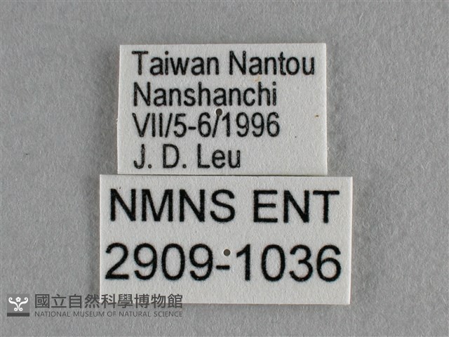 散紋盛蛺蝶藏品圖，第3張