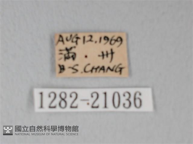 靛色琉灰蝶藏品圖，第3張
