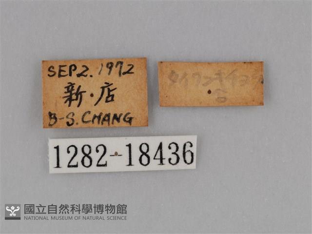 亮色黃蝶藏品圖，第3張