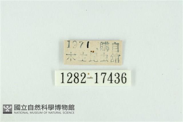 珂灰蝶藏品圖，第3張