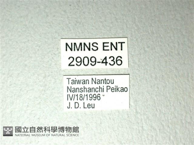 斑鳳蝶藏品圖，第3張