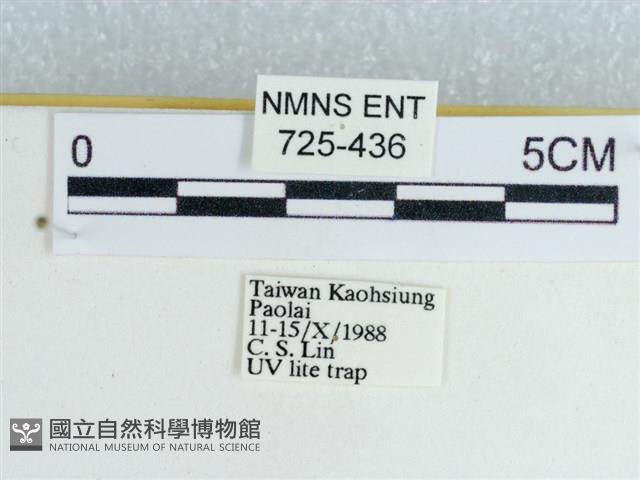 粉蝶燈蛾藏品圖，第3張