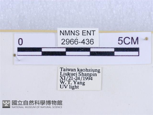 閃光苔蛾藏品圖，第3張