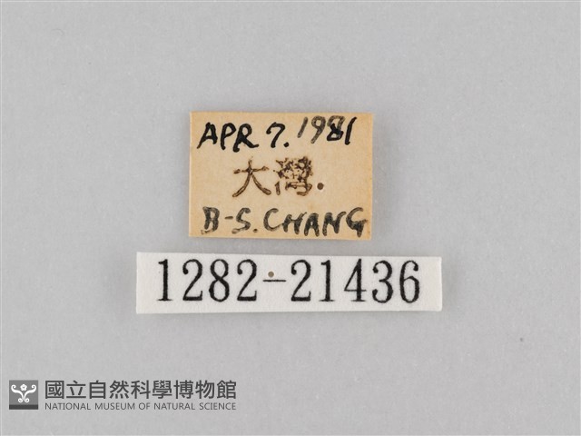 大波眼蝶藏品圖，第3張