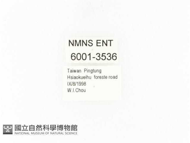 小扇角金龜藏品圖，第2張