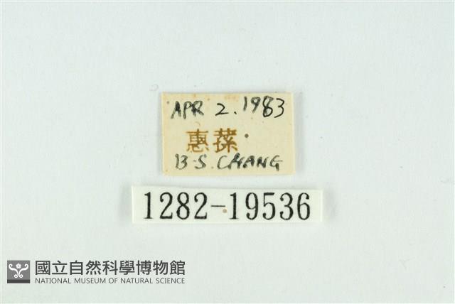 藹環波紋蛾藏品圖，第3張