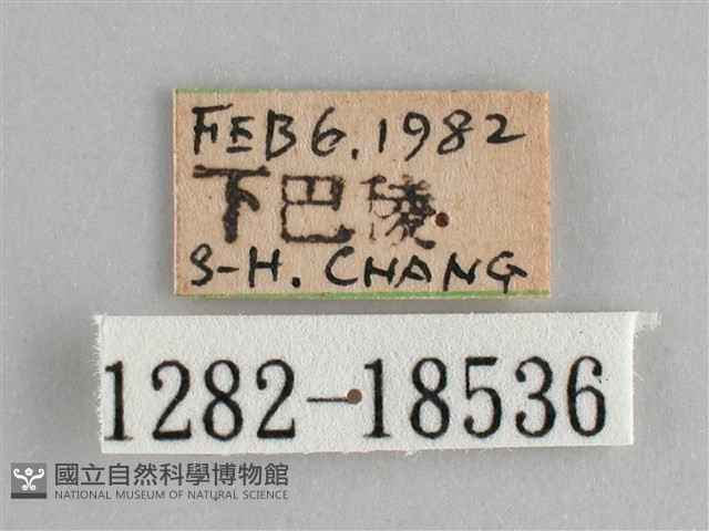 鱗紋眼蛺蝶藏品圖，第3張