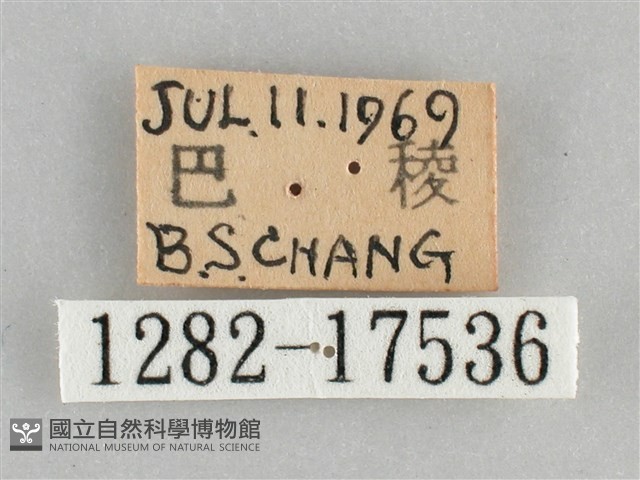 網絲蛺蝶、石牆蝶藏品圖，第3張