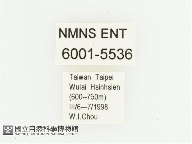 灰斑擬黑花金龜藏品圖，第2張