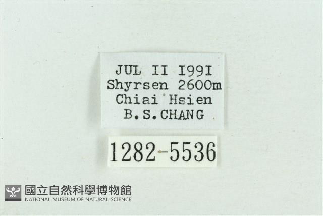 粉紅帶散紋夜蛾藏品圖，第3張