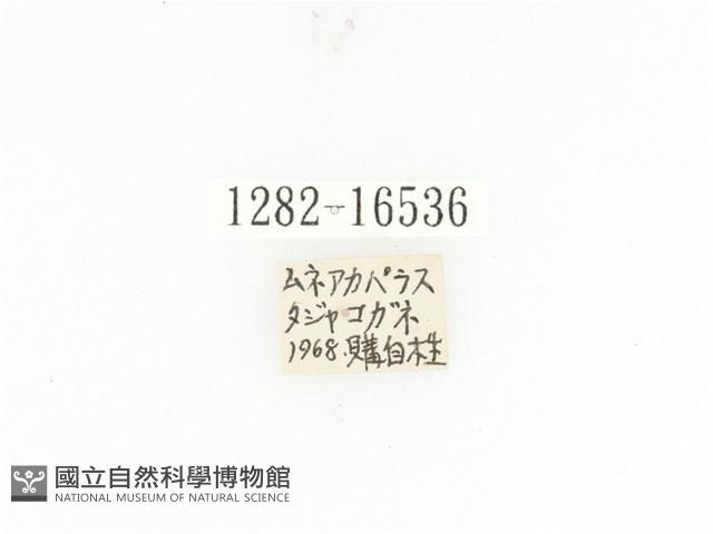 斑翅四齒金龜藏品圖，第2張