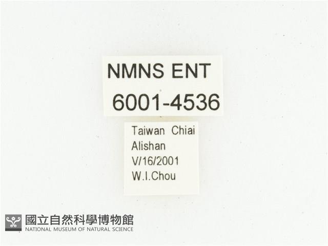 巴蘭陷紋金龜藏品圖，第2張