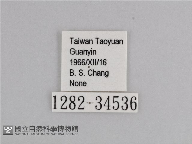 樺斑蝶藏品圖，第3張