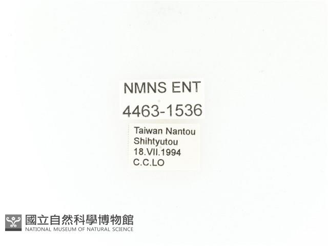 小扇角金龜藏品圖，第2張