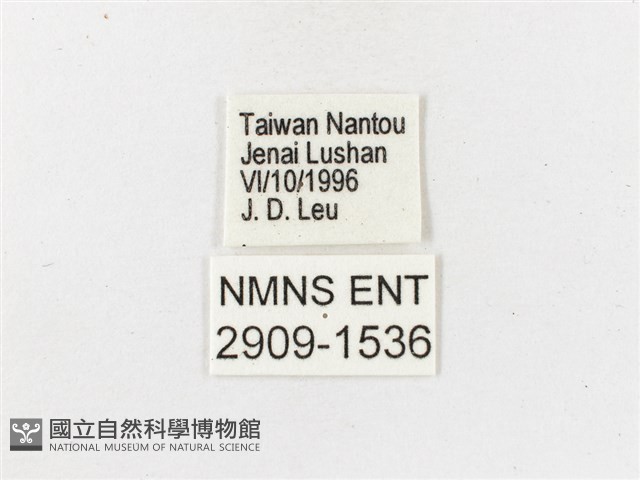 玉山幽眼蝶藏品圖，第3張