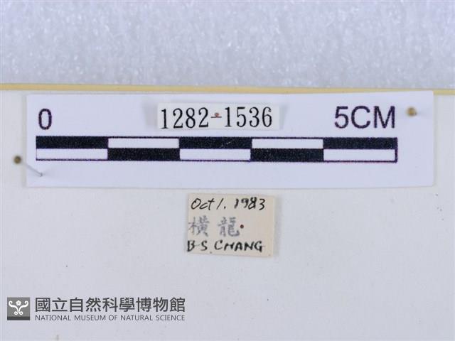 閃光苔蛾藏品圖，第3張