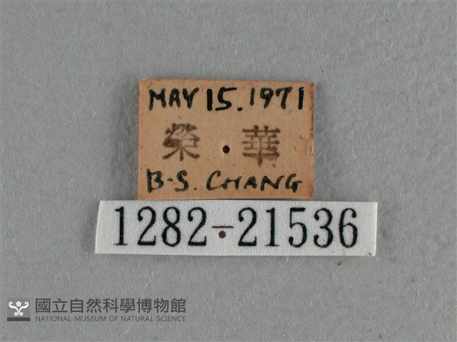 白斑弄蝶藏品圖，第3張