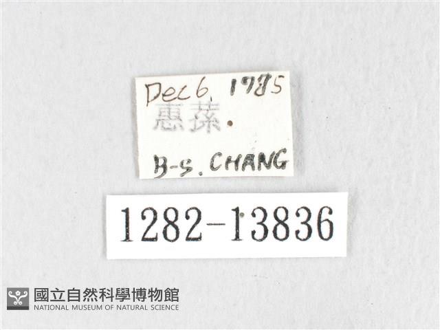 銀肩枯葉蛾藏品圖，第3張