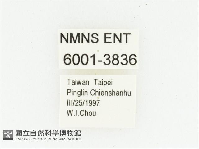 灰斑擬黑花金龜藏品圖，第2張