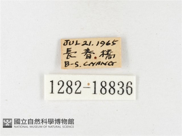 淡色黃蝶藏品圖，第3張
