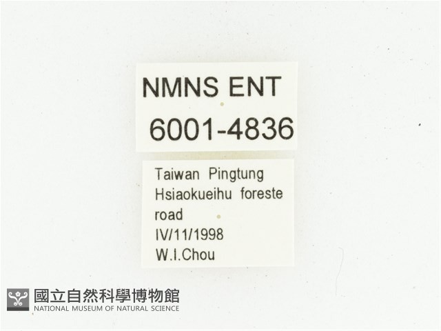 巴蘭陷紋金龜藏品圖，第2張
