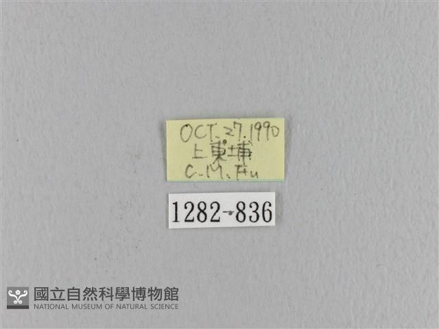 波紋枯葉蛾藏品圖，第3張