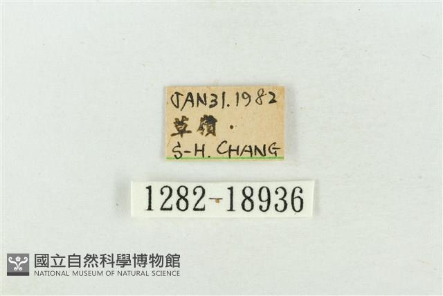 印華波紋蛾藏品圖，第3張