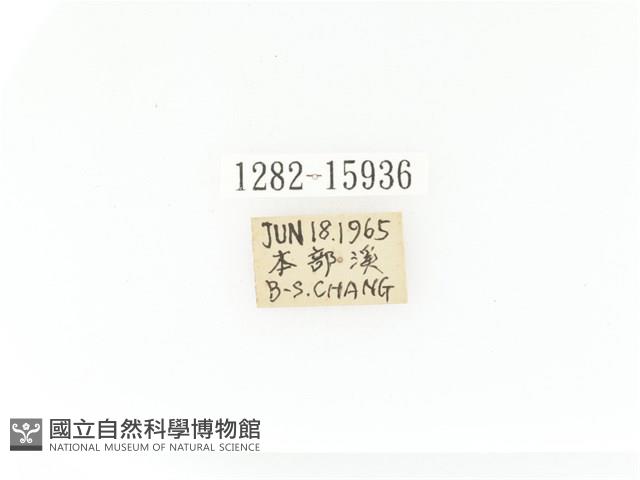 臺灣角金龜藏品圖，第2張