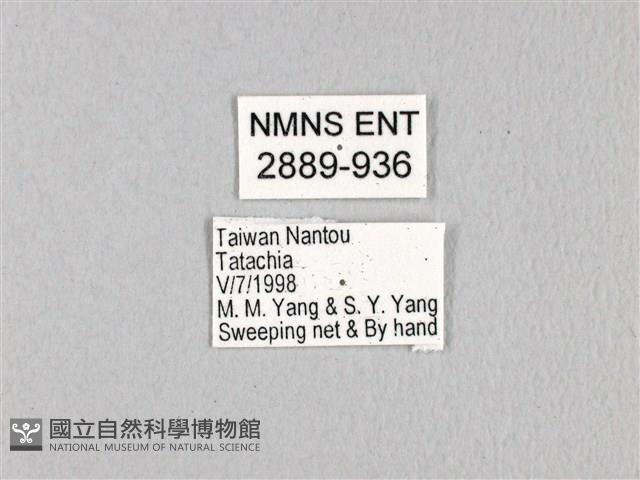 無尾白紋鳳蝶藏品圖，第3張