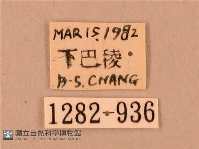 臺灣鋸翅天蛾藏品圖，第3張