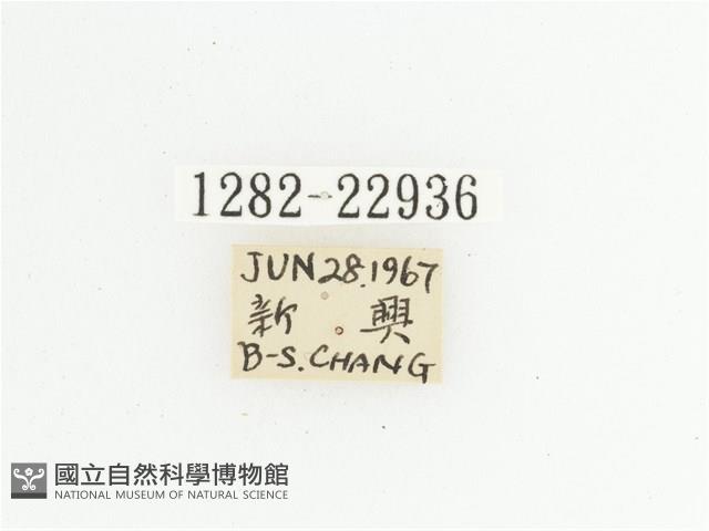 黃斑陷紋金龜藏品圖，第2張