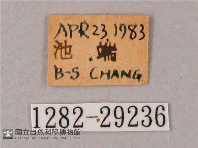 臺灣白肩天蛾藏品圖，第3張