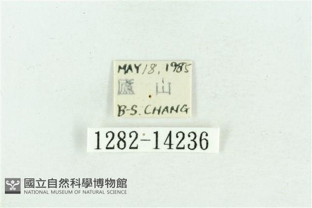 粉紅帶散紋夜蛾藏品圖，第3張