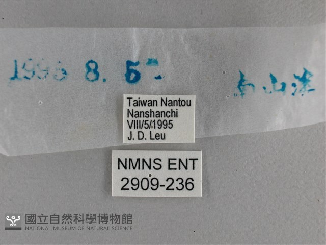 長紋黛眼蝶藏品圖，第3張