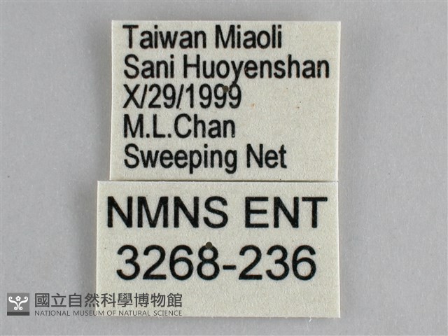 眼蛺蝶、孔雀蛺蝶藏品圖，第3張