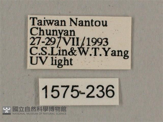 背帶長喙天蛾藏品圖，第3張