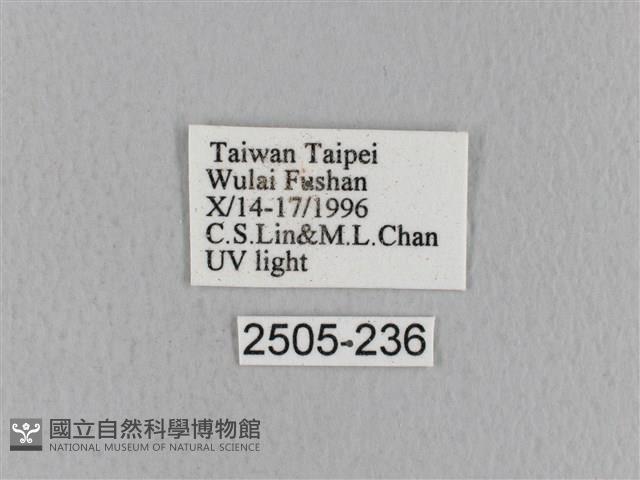 青枯葉蛾藏品圖，第3張