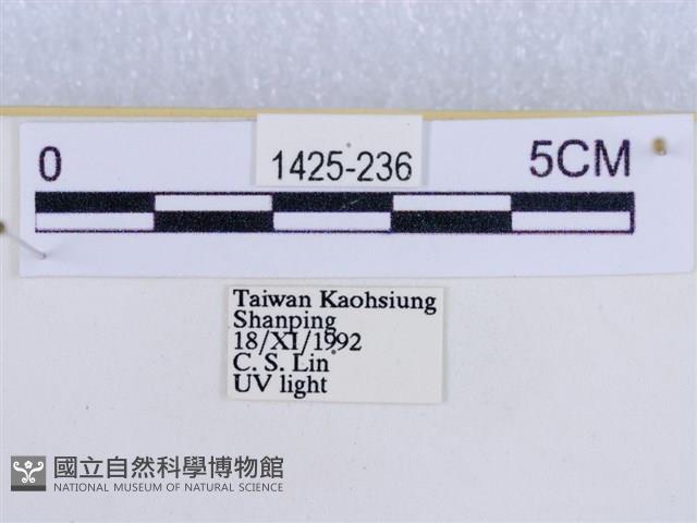 後凸蝶燈蛾藏品圖，第3張