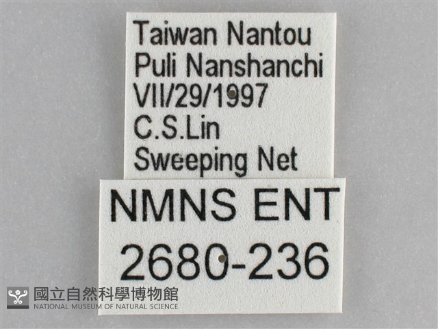 網絲蛺蝶、石牆蝶藏品圖，第3張