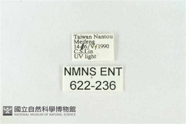 棍棒污燈蛾藏品圖，第3張