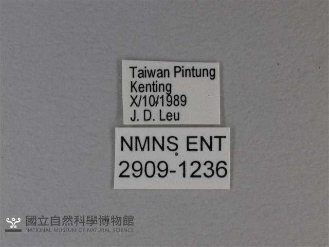 白裳貓蛺蝶藏品圖，第3張
