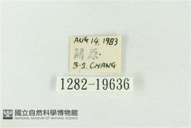 臺美波紋蛾藏品圖，第3張