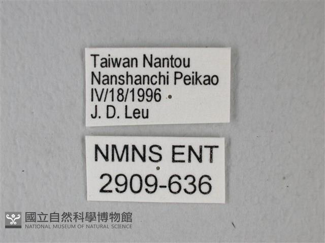 異粉蝶、雌白黃蝶藏品圖，第3張